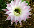 Echinopsis eyriesii visited by a European honeybee; Kfar Blum Kibbutz garden, Israel.