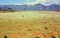 Fairy circles/ Feenkreise und Hartmannberge