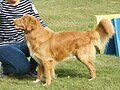 Novascotia Duck Tolling Retriever