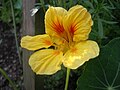 * Nomination Tropaeolum majus. --Bartiebert 20:19, 24 November 2010 (UTC) * Decline Sharpness should be deeper.--Juan de Vojníkov 22:23, 26 November 2010 (UTC)