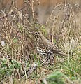 Singdrossel - Turdus philomelos, in Vogelstang