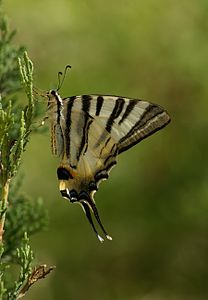 Iphiclides podalirius (Scarce Swallowtail)