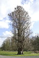 Taxodium distichum