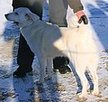 Swedish White Elkhound