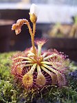 Drosera.