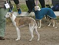 Whippets, brindle & white and fawn & white