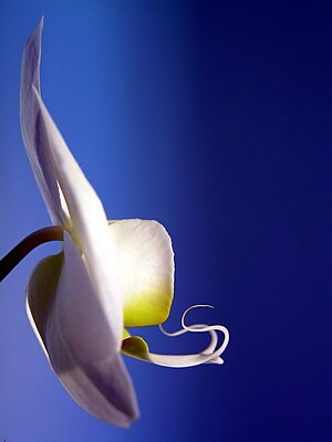 Profile of an orchid