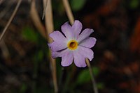 Primula mistassinica