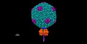 Thumbnail for File:Bacteriophage P22.tif