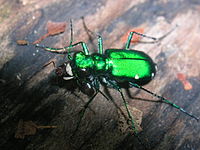 Cicindela sexguttata.