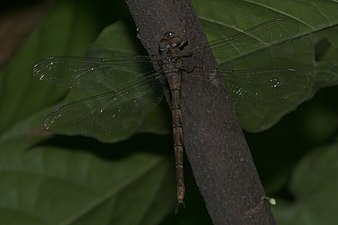 Brown darner Gynacantha dravida female