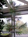 Pinus gerardiana