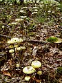 Flow of Amanita phalloides