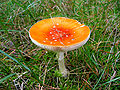 * Nomination: Amanita muscaria, by Heike Löchel. Arria Belli 13:08, 1 April 2008 (UTC) * * Review needed