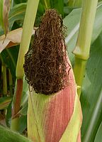 Female maize inflorescence