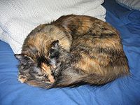 Tortoiseshell cats (tortie) - solid cats with both black and red series colours (black/red, blue/cream)