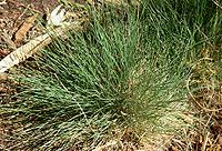 Festuca amethystina