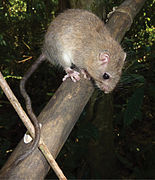 February 29: Adult male Hapalomys delacouri rat.