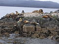 Lobos marinos en la isla de los lobos, Ushuaia.