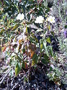 Cistus populifolius