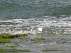 Little Egret