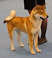 Shikoku Ken, red