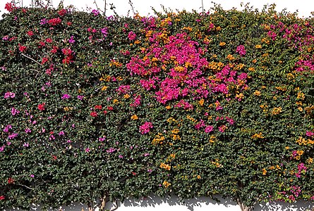 Bougainvillea glabra Habitus