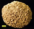 Ostreolith ("oyster ball") from the Carmel Formation (Jurassic) of southwestern Utah.