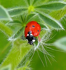 Coccinella septempunctata