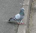 Italiano: Piccione selvatico Columba livia