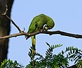 Halsbandsittich - Psittacula krameri, Weibchen, am Vogelstangsee