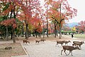 Nara, Japan