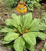 Primula wilsonii