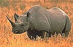 Thumbnail for File:Rhino-216.jpg