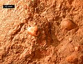 Bedding plane of Old Red Sandstone with quartz and chert pebbles; central England; scale bar is 10 mm.