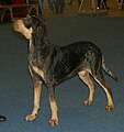 Blue Gascony Hound, Small