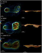 January 26: Laetoli footprints and experimental approximation.