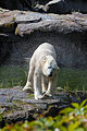 * Nomination Polar bear "Knut" (Ursus maritimus) shaking after swimming. --BennyJ 23:31, 15 October 2010 (UTC) * Promotion Beautiful--Lmbuga 00:04, 16 October 2010 (UTC)