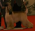 Afghan Hound, gold