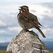 Chincol/Rufous-collaredSparrow