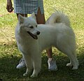 Yakutian Laika, white