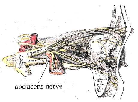 Abducens nerve