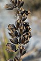 * Nomination Agave lechuguilla seed pods --Ianare 04:14, 13 April 2008 (UTC) * Promotion Slightly shallow DOF, yet good enough for QI. Lycaon 15:23, 13 April 2008 (UTC)