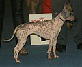 American Hairless Terrier, Hairless, tricolor