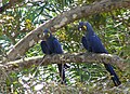 Pantanal, Brazil