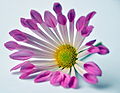 "Chrysanthemum_(3668770250).jpg" by User:File Upload Bot (Magnus Manske)