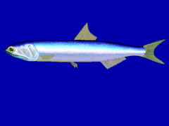 Anchoveta