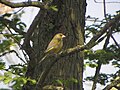 Carduelis chlorisGroenling