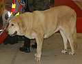 Spanish Mastiff, fawn