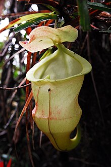 Nepenthes hamiguitanensis.jpg